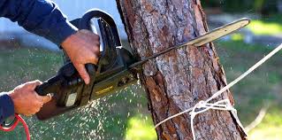 Best Arborist Consultation Services  in West Lawn, PA