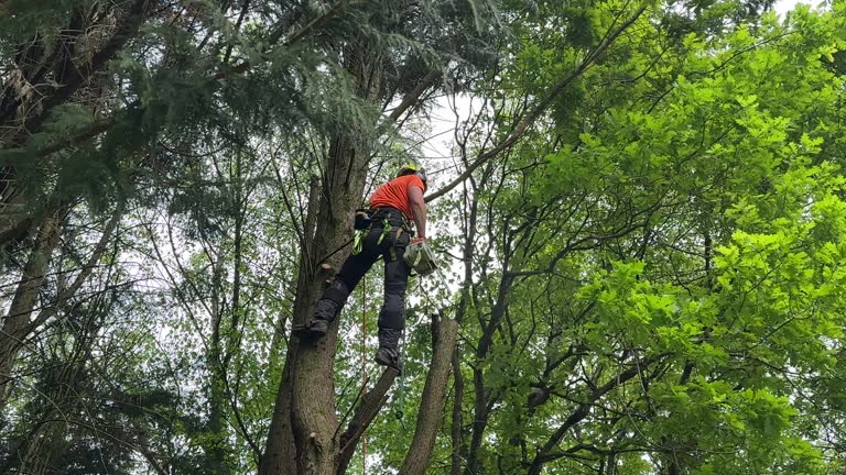  West Lawn, PA Tree Services Pros